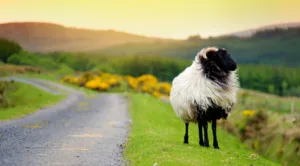 Sheep,marked,with,colorful,dye,grazing,in,green,pastures.,adult