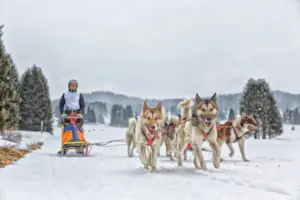 Sled,dog,racing,,snow,winter,competition,race