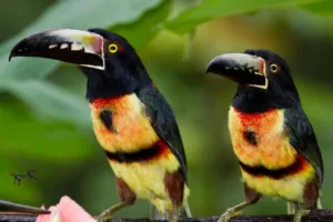 Intrepid Travel Belize Aracari Toucans Jungle
