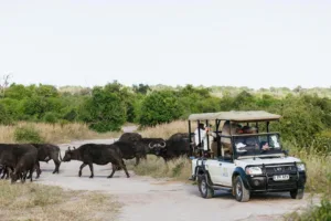 Uboqc Botswana Chobe National Park Safari Jeep Wild Bulls