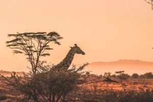 Harshil Gudka Kfxeuctueyg Unsplash