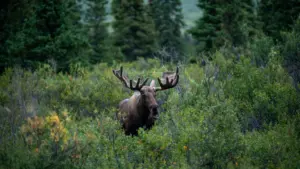 Alaska (11)