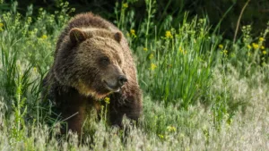 Majestic Montana & Yellowstone (3)