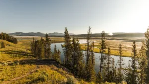 Yellowstone 11