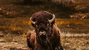 Yellowstone 5