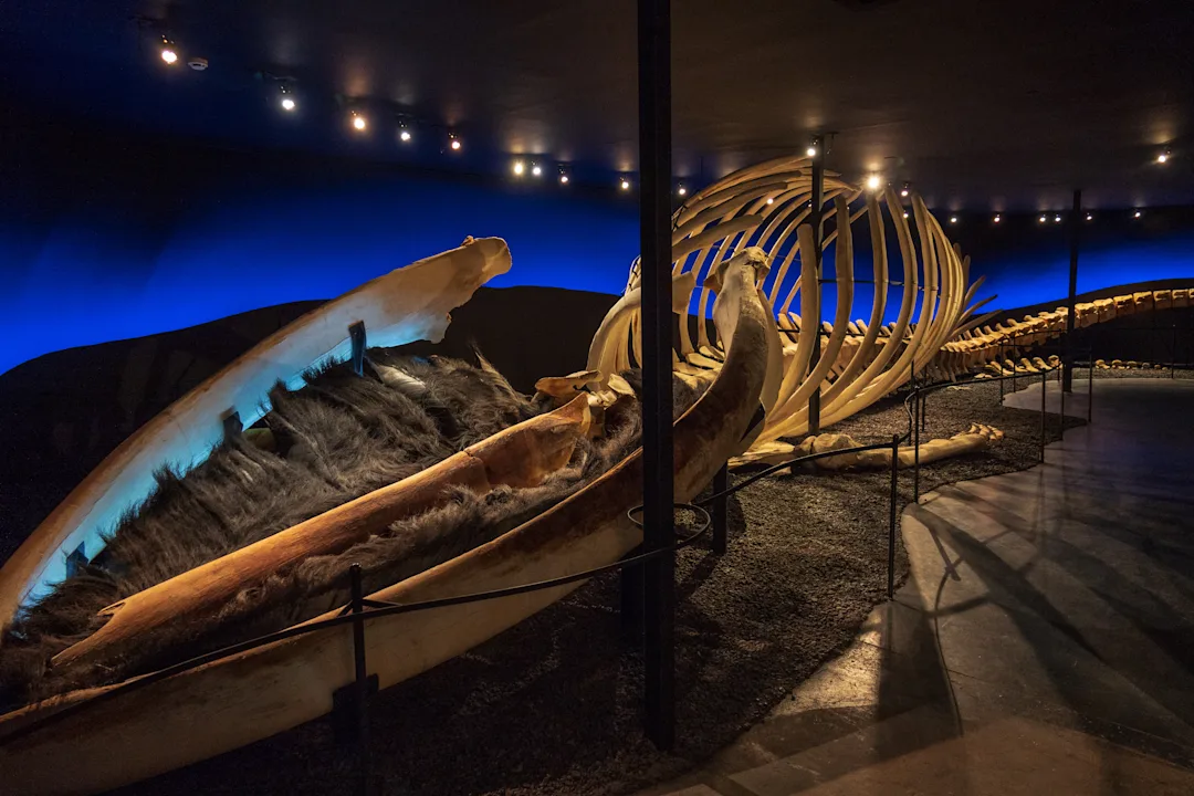 Incl Hsu2 The Whale Museum H Sav
