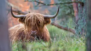 Scottish Highlands Escape (3)