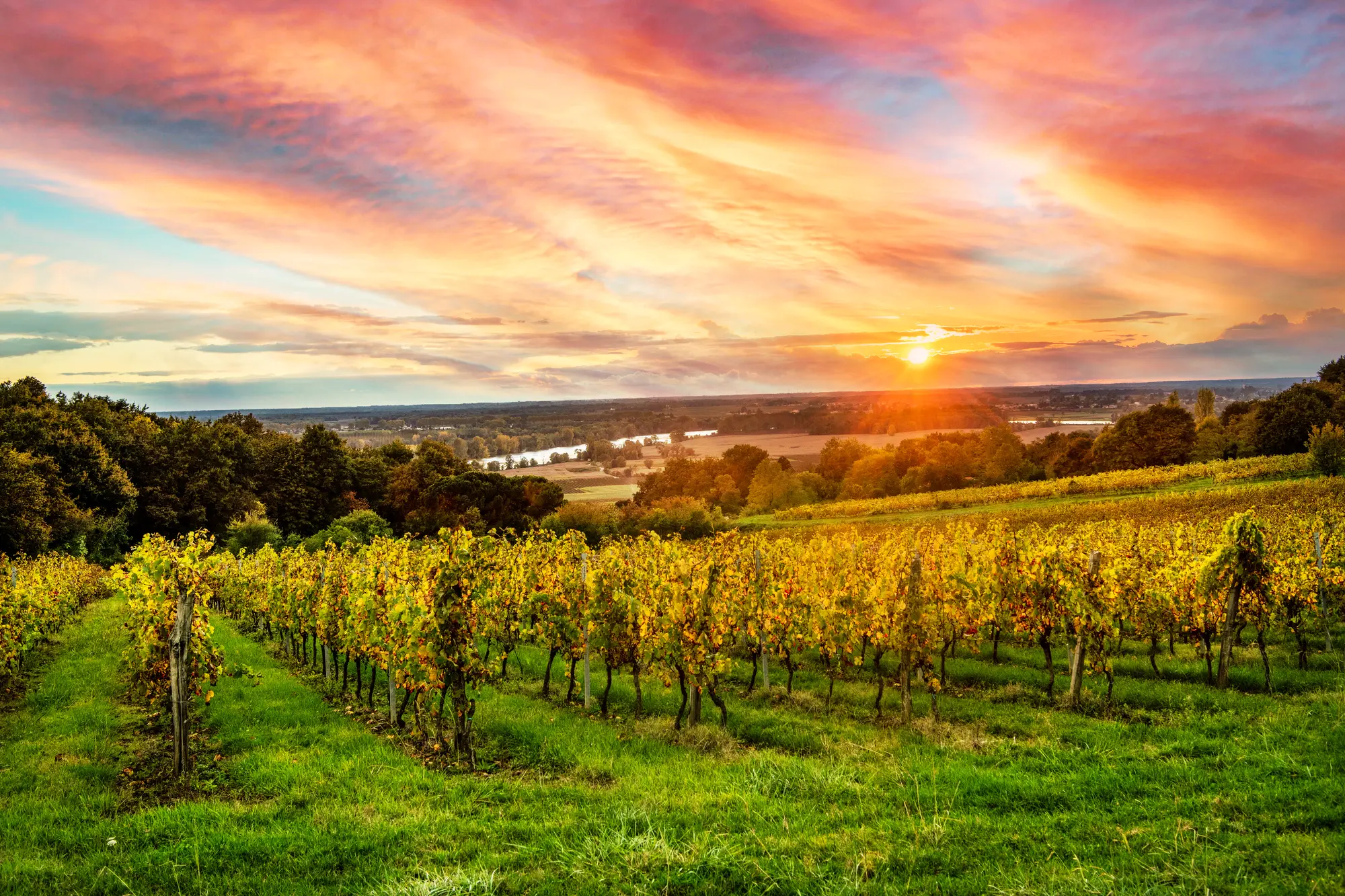 Bordeaux Vineyard